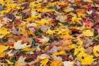 Expansive view of yellow and red autumn leaves on the ground, Kentucky Art Print